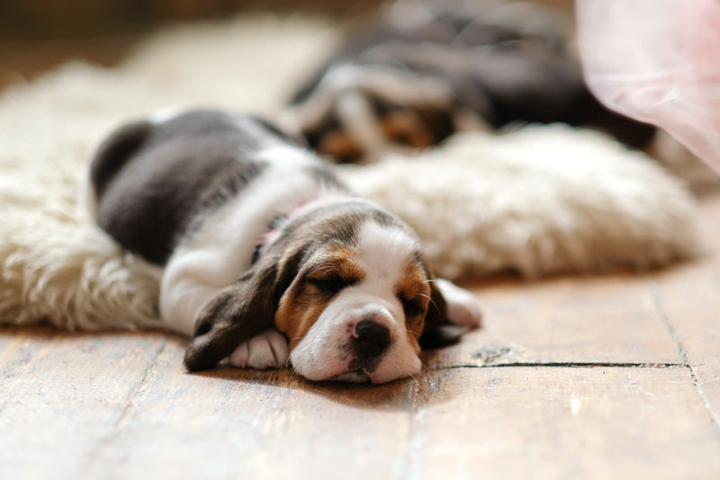 8 Tips to Prevent Parvovirus in Your Dog or Puppy