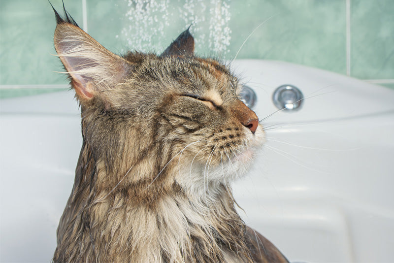 How often should cats be bathed? Tips and tricks for cat bathing